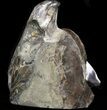 Displayable Craspedodiscus Ammonite - Russia #38828-2